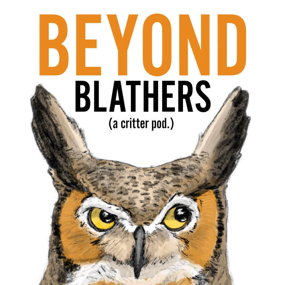 Beyond Blathers podcast logo: a drawing of a great horned owl.